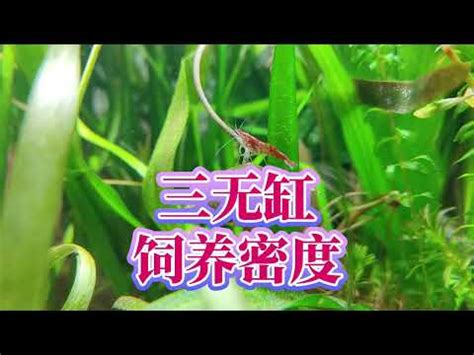 魚缸密度計算|【魚缸密度計算】魚缸密度計算｜掌握養魚黃金比例，讓觀賞魚活 